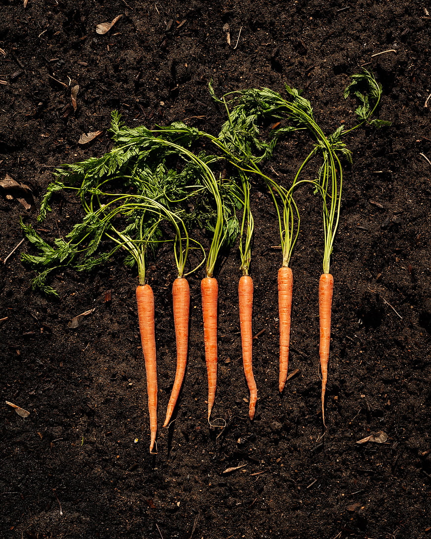 Freshly Harvested Carrots on Dark Soil Top View