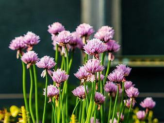 Blooming Chive Flowers in a Garden