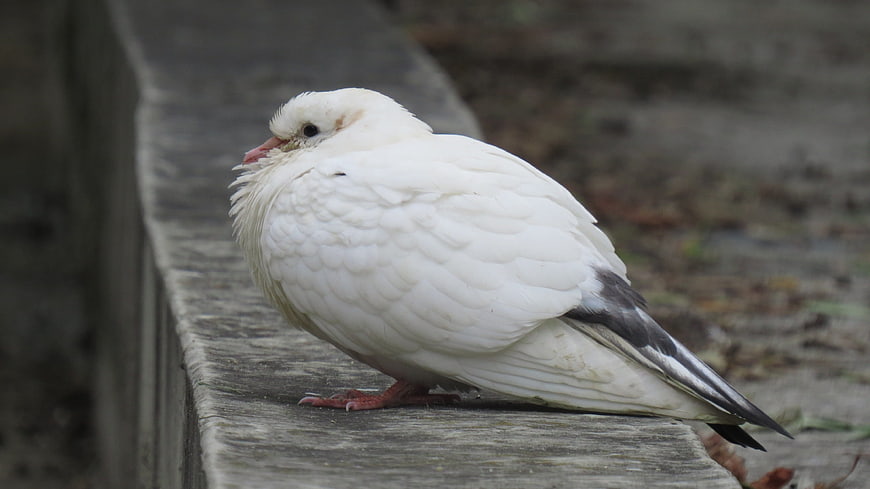 White pigeon resting on a wooden bench outdoors