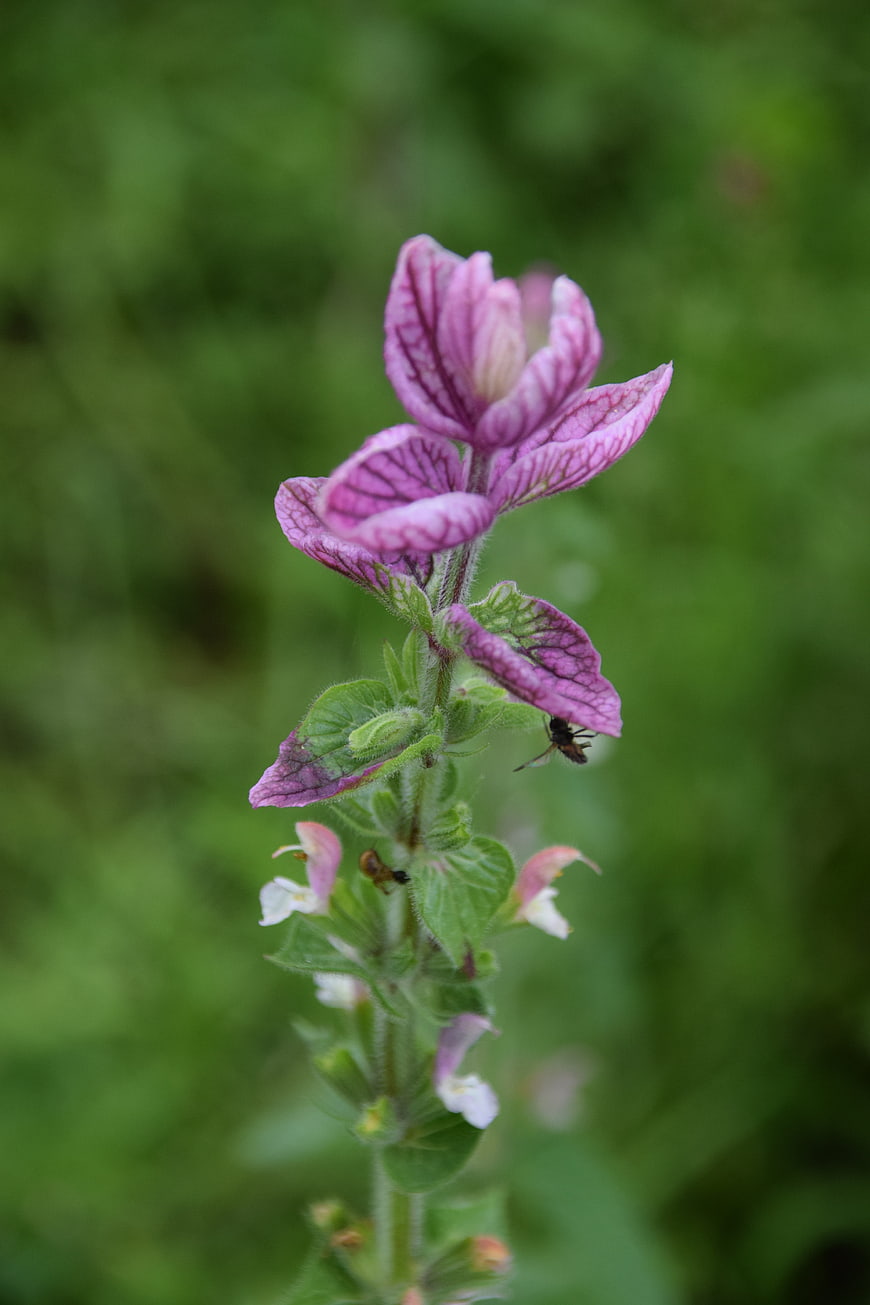 Close-up of Pink and White Wildflower with Insect
