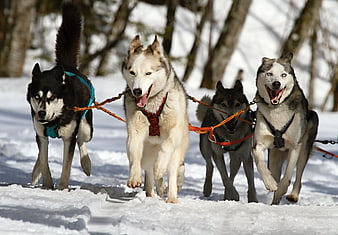 Team of Huskies Sled Dog Racing in Snowy Forest