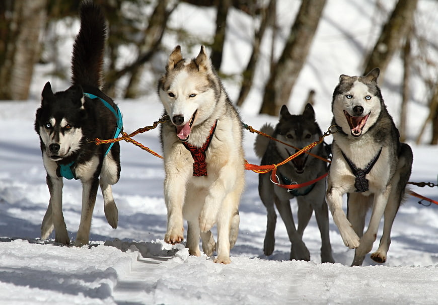 Team of Huskies Sled Dog Racing in Snowy Forest