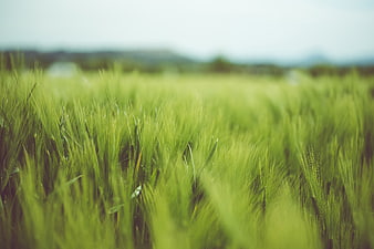 Close-up of vibrant green wheat field with blurred background