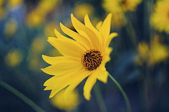 Close-up of a vibrant yellow flower with blurred background