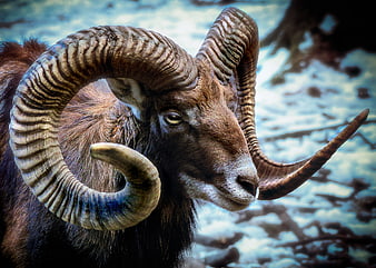 Close-up portrait of a mouflon ram with large curved horns