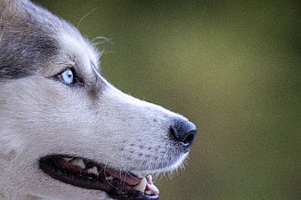 Close-up Profile of Siberian Husky with Blue Eyes