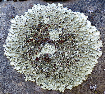 Close-up of pale lichen with dark apothecia on rock