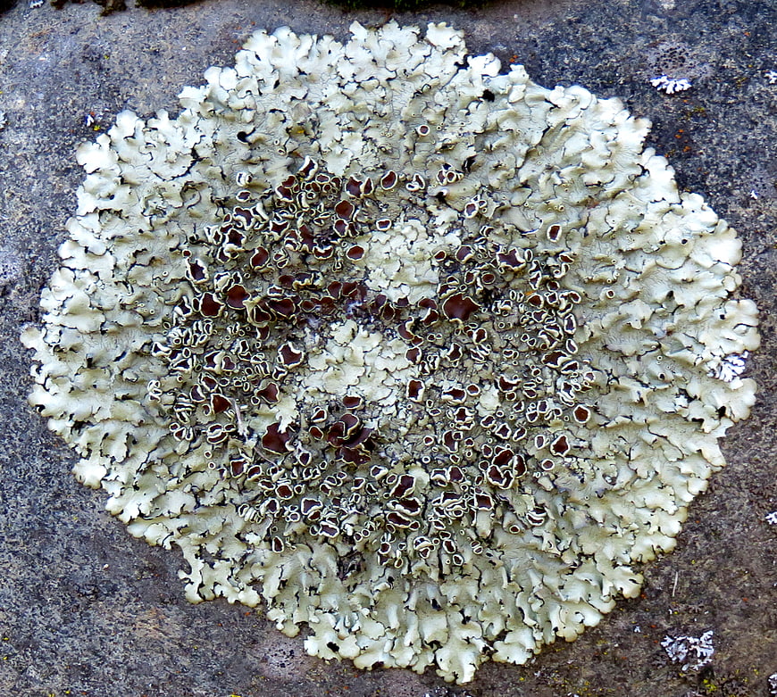 Close-up of pale lichen with dark apothecia on rock