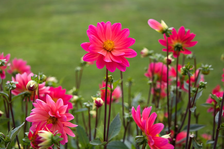 Vibrant Pink Dahlia Flowers in a Green Garden