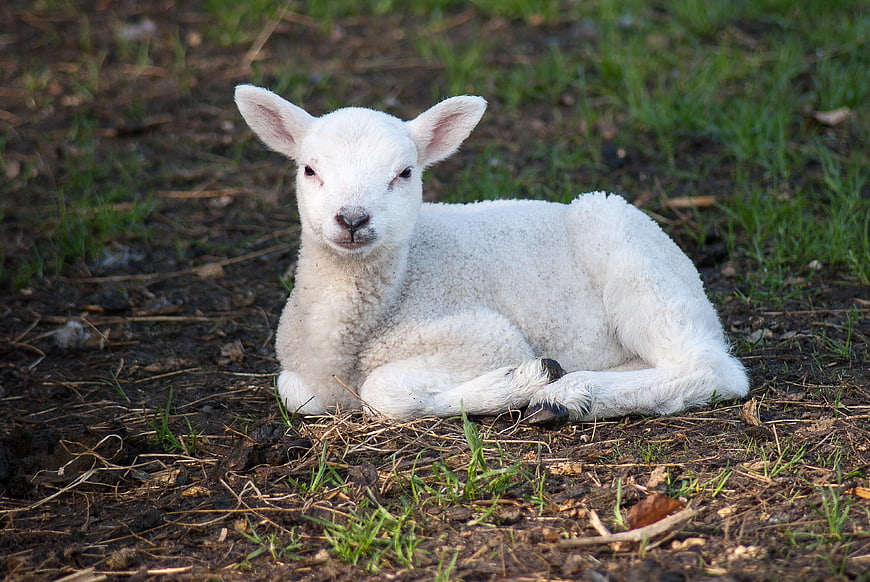 Cute white lamb resting on grassy farm pasture