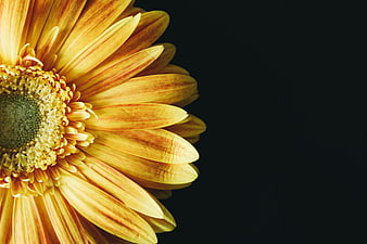 Close-up of yellow gerbera daisy on black background
