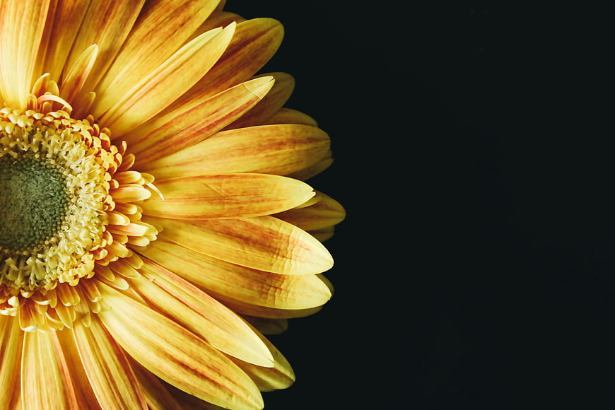 Close-up of yellow gerbera daisy on black background