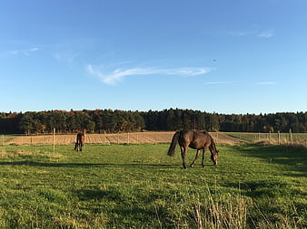 Two brown horses grazing in a green pasture with forest background