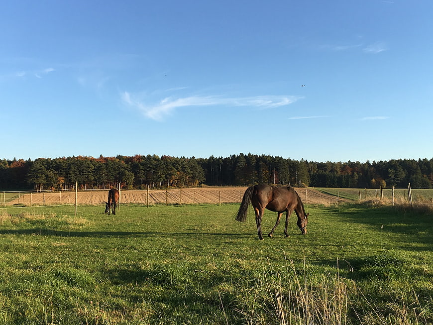 Two brown horses grazing in a green pasture with forest background