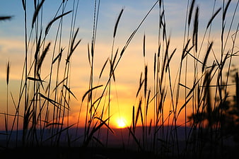 Silhouette of tall grass against a vibrant sunset sky