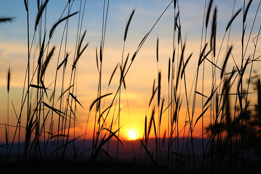 Silhouette of tall grass against a vibrant sunset sky