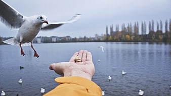 Seagull Landing on Hand to Eat Bread by Lake