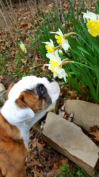 English Bulldog Puppy Sniffing Yellow Daffodils in Spring Garden