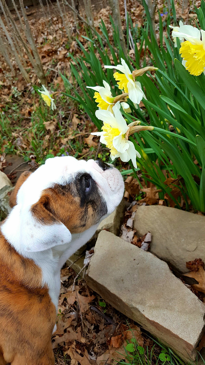 English Bulldog Puppy Sniffing Yellow Daffodils in Spring Garden