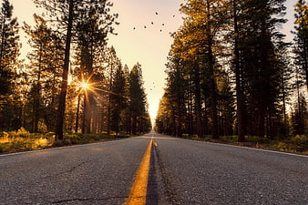 Sunset Highway Through Pine Forest with Birds Flying