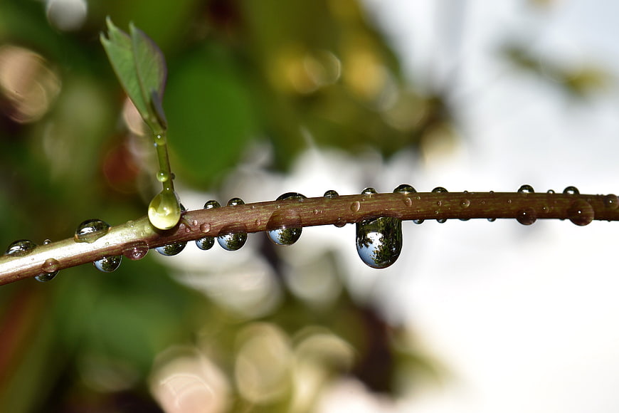 Macro Close-Up of Water Droplets on a Plant Stem