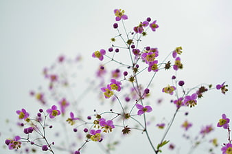 Delicate purple wildflowers against a soft white background