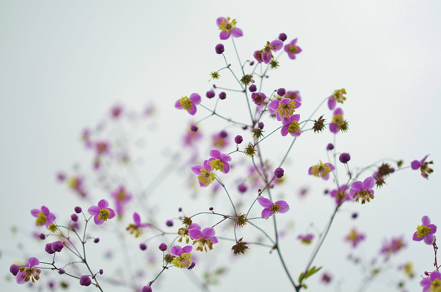 Delicate purple wildflowers against a soft white background
