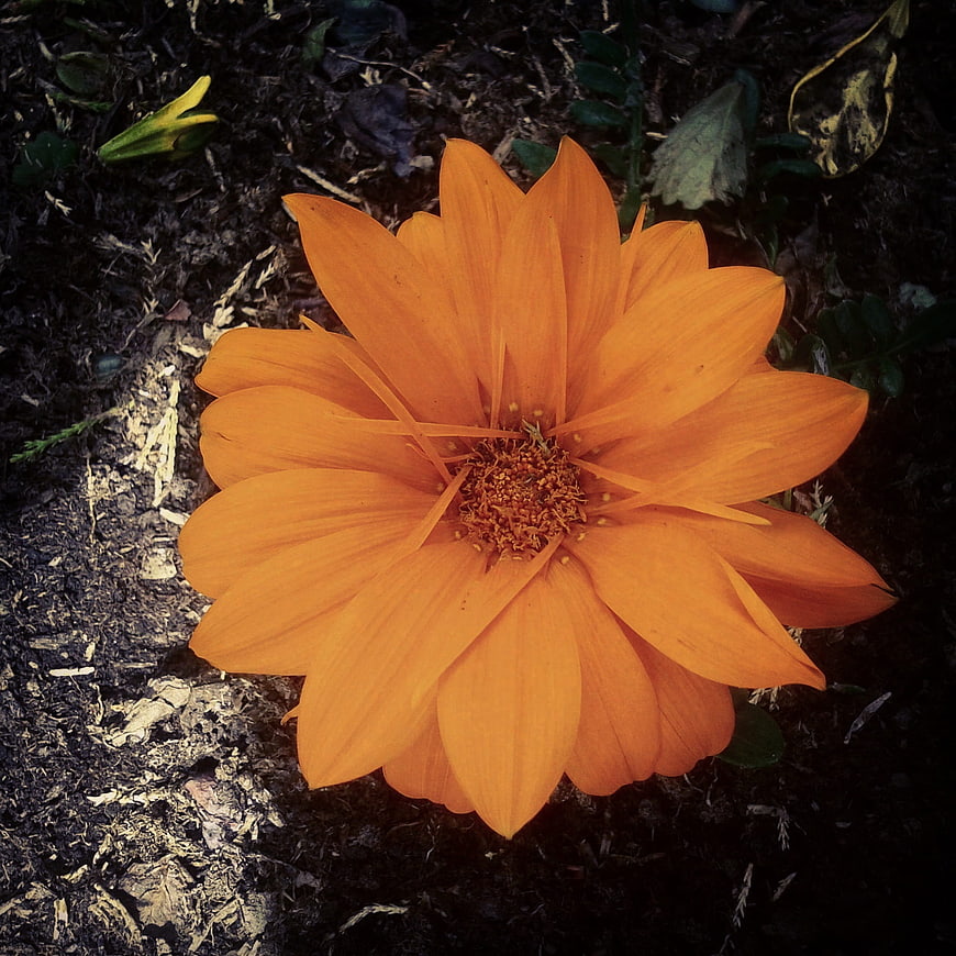 Vibrant Orange Dahlia Flower on Dark Soil Background