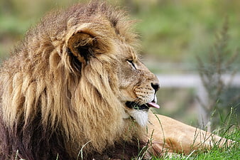 Majestic male lion resting in grassy field