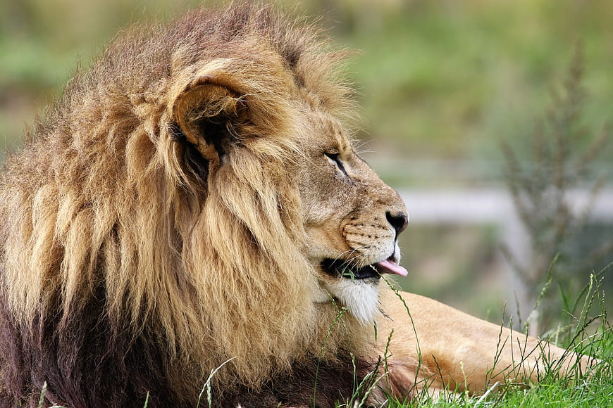 Majestic male lion resting in grassy field