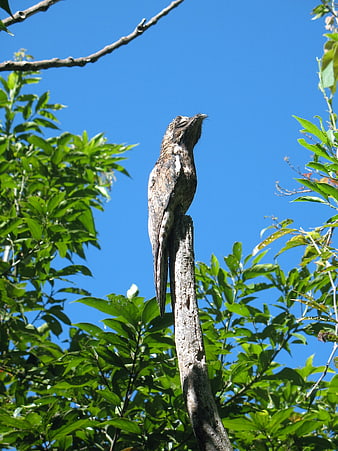 Potoo bird perched on branch against blue sky