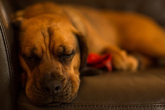 Sleeping Brown Dog on Leather Sofa