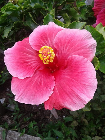 Vibrant Pink Hibiscus Flower Close-Up with Green Leaves