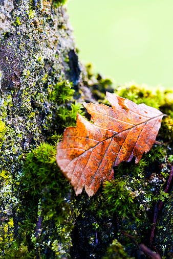 Close-up of dried autumn leaf on mossy tree bark