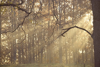 Sunbeams shining through misty autumn forest trees