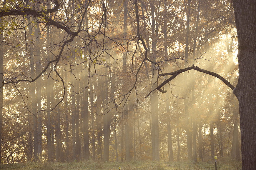 Sunbeams shining through misty autumn forest trees