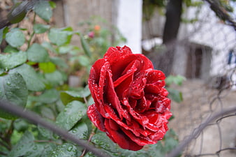 Vibrant red rose with raindrops in garden