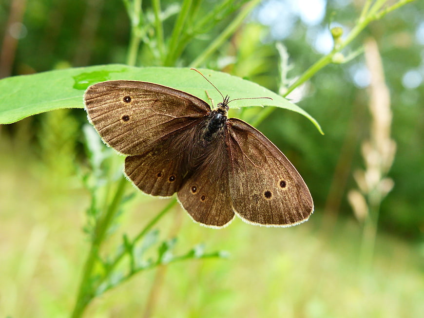 Brown Meadow Brown Butterfly Resting on Green Leaf