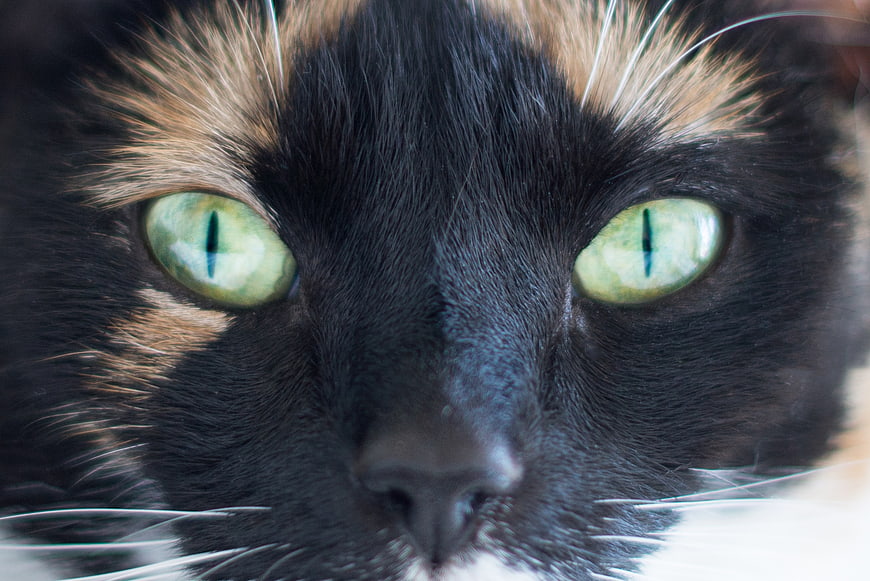 Close-up portrait of a calico cat with striking green eyes