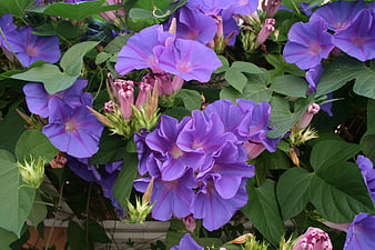Vibrant Purple Morning Glory Flowers in Full Bloom