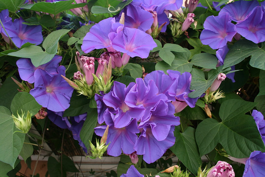 Vibrant Purple Morning Glory Flowers in Full Bloom