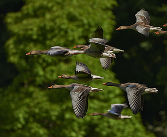 Flock of Greylag Geese Flying in Formation Against Green Trees