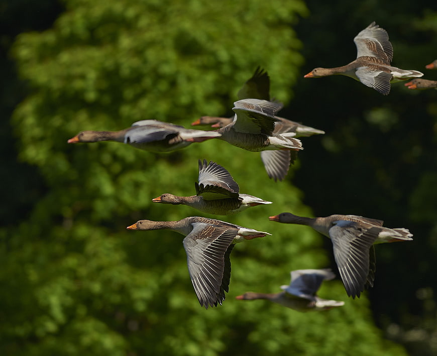 Flock of Greylag Geese Flying in Formation Against Green Trees