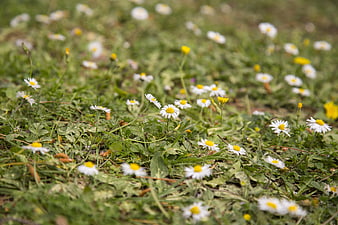 Close-up of white daisies and yellow flowers in green grass