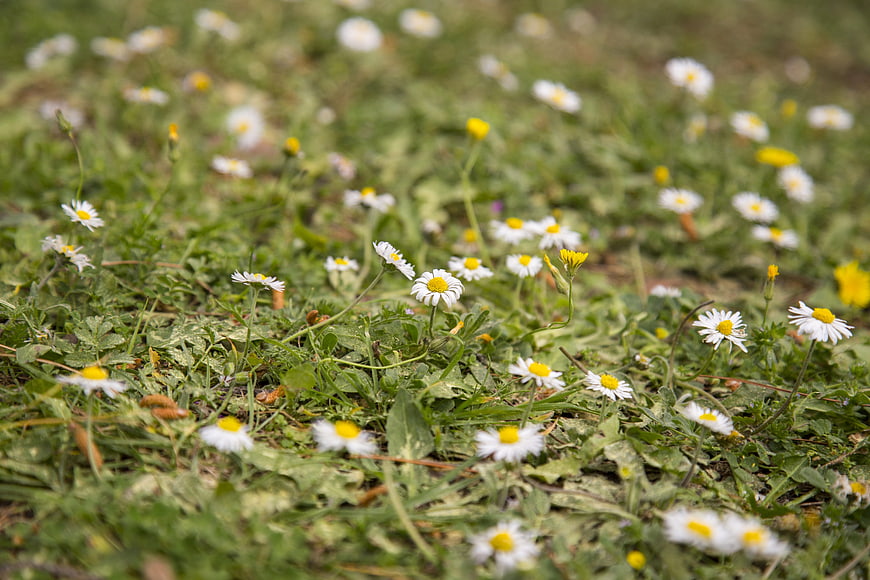 Close-up of white daisies and yellow flowers in green grass