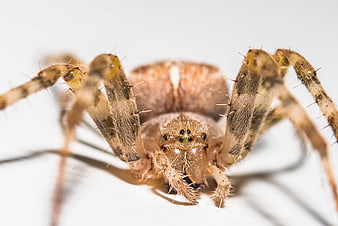 Macro Close-Up of Brown Spider on White Background