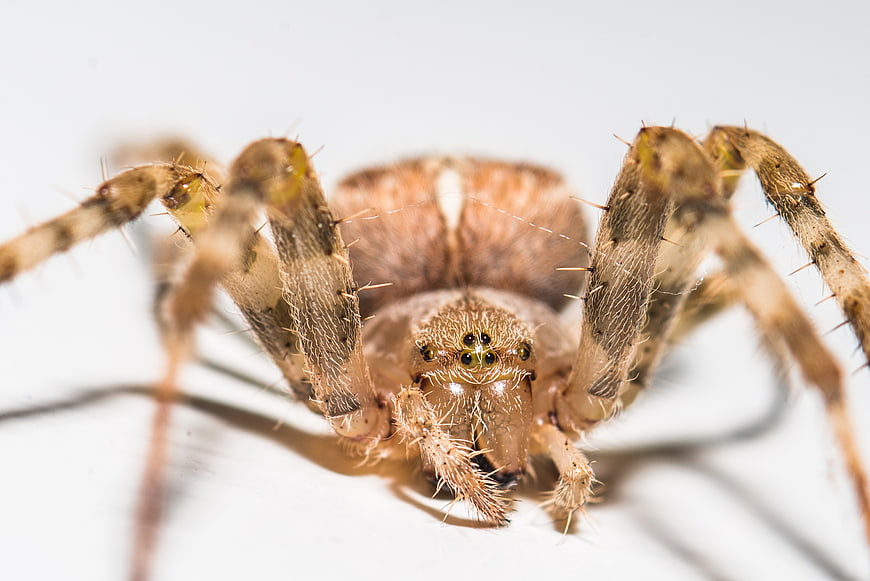 Macro Close-Up of Brown Spider on White Background