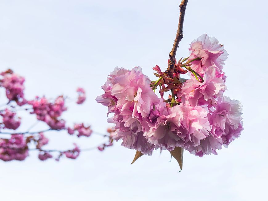 Pink Cherry Blossoms on Branch Against Blue Sky