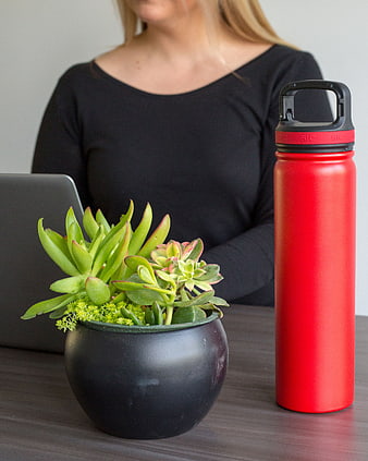 Woman working at desk with succulent plant and red water bottle