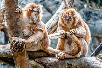 Two Golden Lion Tamarins Sitting on Tree Branch